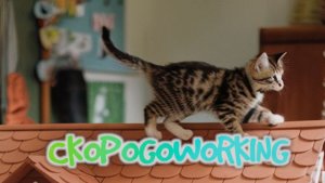 Армянская скороговорка про кошку(Կատուն կտուր)