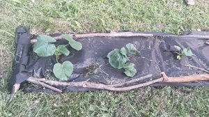 Начинающий садовод-огородик. 7 июня 2025г.