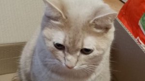 Я заболела.