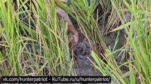 Жизнь горного парня: ищу рыбу, прячущуюся в иле, и собираю черепах с мягким панцирем на продажу 🐟🐢