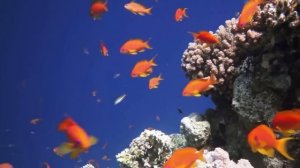 Тихий океан