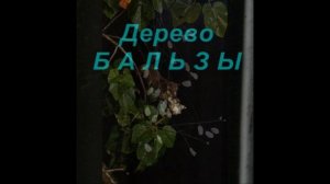 Красивые, редкие цветы и дерево Бальзы !