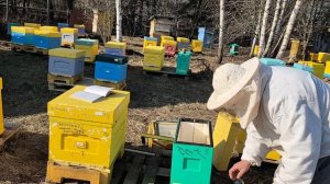 17 марта Продолжаем сокращение пчелосемей))