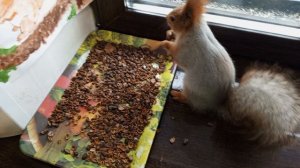 ушастая белка