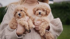 VladLaws music "Мальтипу"