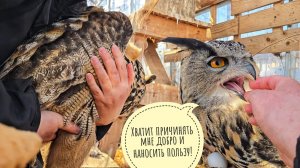 Пёс Кубик умчал за рыбовозом! Вынесла сову Ёль из ямки против её воли. Как дела у фазанов?