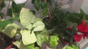 Паутинный клещ  Чем обработать цветы от паутинного клеща Лесная гостья