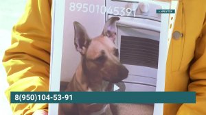 Помогите найти! Пропала собака по имени Стэфа