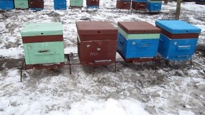 Пасека через два дня после выставки пчёл из зимовника