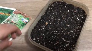 Как сеять пекинскую капусту. Как сеять цветную капусту на рассаду.