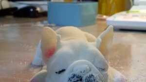 процедурки со сквиши собачками🧊🫧🪩💦🌊