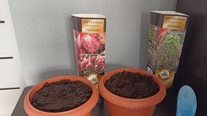 Сажаю гортензии в горшок.18.03.2026.Каменск-Уральский