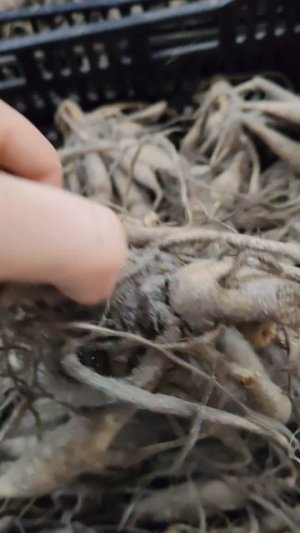 Получили профессиональный посадочный материал  из Голландии. 
#shorts