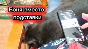 Боня на коленях. Милая кошка.