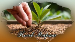 Посев семян мирт обыкновенный