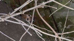 Посадили картошку//спасение пёсика😢