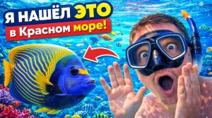 Снорклинг в Хургаде 2026 | Риф у отеля GRAND WATERWORLD MAKADI