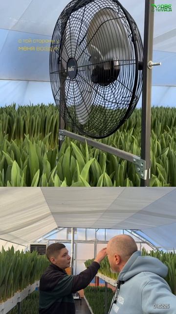 45 тысяч тюльпанов. Четвертый сезон выгонки. Управление теплицы с телефона.