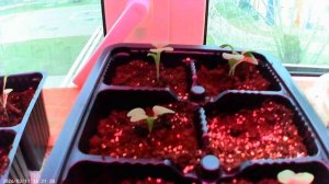 Не вся рассада поднялась