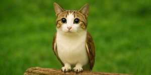 мои рисунки