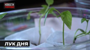 Как вырастить урожай на подоконнике