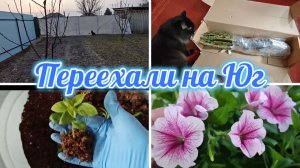ЧТО БУДЕТ С ОГОРОДОМ, РОЗЫ,МНОГО ПЕТУНИИ, ОПЯТЬ ЧЕРЕНКУЮ, ВСЁ ПЕРЕРОСЛО-ПОРА НА УЛИЦУ