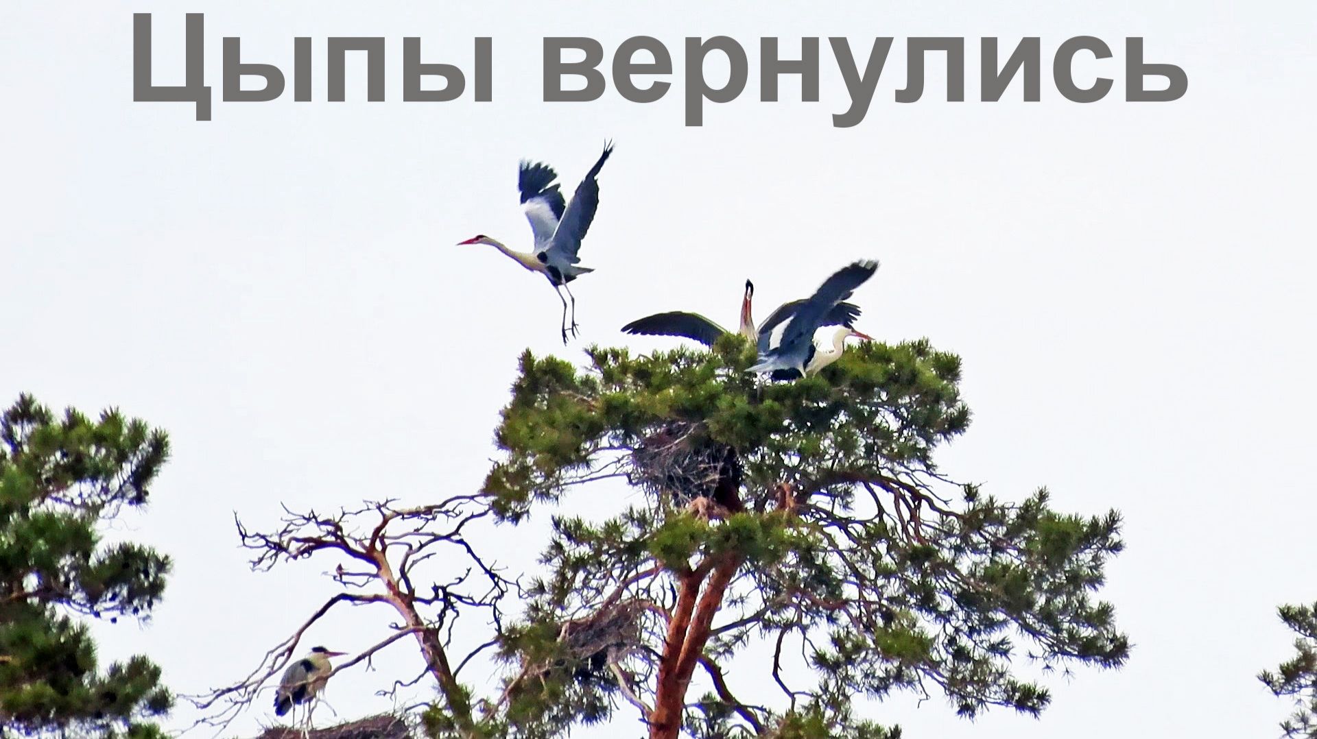 Цыпы вернулись, весну принесли.  14-15.03.2026