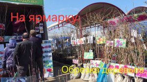 329 САДОВАЯ ЯРМАРКА. КУПИЛИ ВИНОГРАД. Что теперь с ним делать. Гуляем в парке.