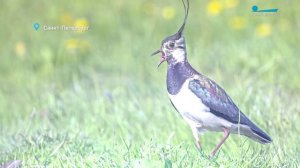 Пробуждение гадюк, возвращение пигалиц и встреча с пищухой