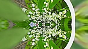 С Днём Рождения 5! Ландышевая Сказка от Киностудии Мудрого Кота Тимофея!!!