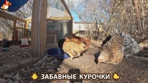 Цыплята и Курочки селяночки лучшие беспородные несушки 🥚 (457)