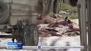 Приманка для собак: карантин в соседнем селе беспокоит жителей Беловского округа
