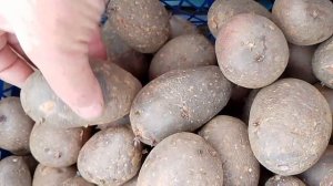 Картофель семенной. Сорт Лаура