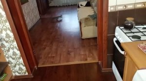 белка Белая полоска