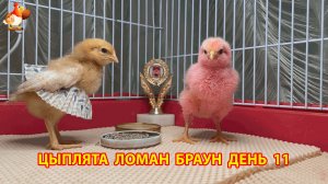 Цыплята Ломан Браун с нуля День 11 - что изменилось за сутки 😄🐥