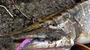 РЫБОЛОВНЫЕ ПРИКЛЮЧЕНИЯ МАРТА 2025!В ПОИСКАХ ТРОФЕЕВ НА РЕКАХ ПОДМОСКОВЬЯ