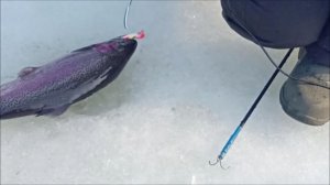 Запуск и первые поимки форели. Спорт-зона. Клёвое место Лосиный остров.