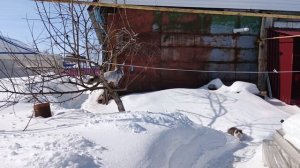 МОНА ОХРАНЯЕТ РАССАДУ