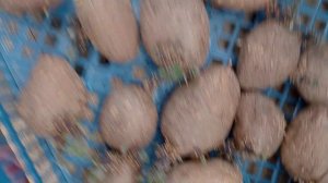 Картофель семенной