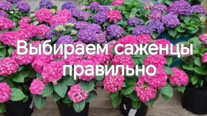Выбираем саженцы гортензии крупнолистной правильно