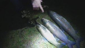 ПОДВОДНАЯ ОХОТА НА БЕЛОГО АМУРА