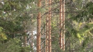 Лесная капель.