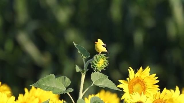 Йога Релакс Beautiful Relaxing Music