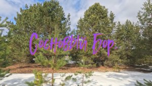 СОСНОВЫЙ БОР // ПРОГУЛКА ПО ЛЕСУ // ВЕСНА