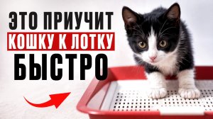 Как приучить кота к лотку. БЫСТРО