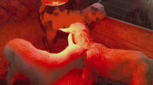 ПРОДАЛ ВСЕХ КОЗЛОВ 🐐 РЕАЛЬНЫЕ УДОИ ОВЦЫ 🐑🥛