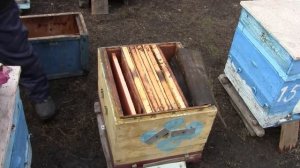 Сокращение пчелиных семей весной по методу Блинова . На пасеке Дмитрия Юрьевича (Архив 2021г)