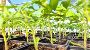 Рассада томатов через 5 дней после подкормки