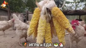 Кормление кур овощами и фруктами для зарядки и от скуки 🥗🐓🤗  (75)