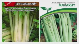 Сельдерей черешковый Малахит, черешково-листовой Королевский. Взошел